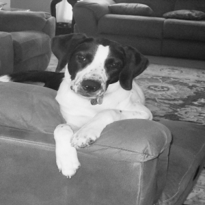 adoptable Dog in Powder Springs, GA named Dougie